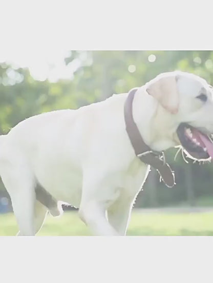 Pet Supplies Cat and Dog Outdoor Portable Water Bottle Drinking Device Pet Water Feeder Drinking Artifact